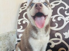 Husky Siberian baietel