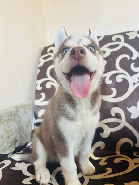 Husky Siberian baietel