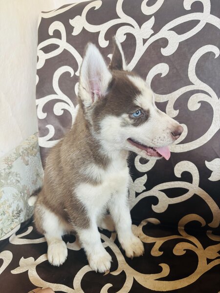 Husky Siberian baietel