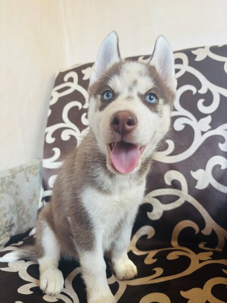 Husky Siberian baietel