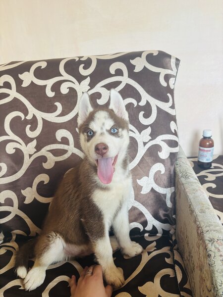Husky Siberian baietel