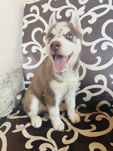 Husky Siberian baietel