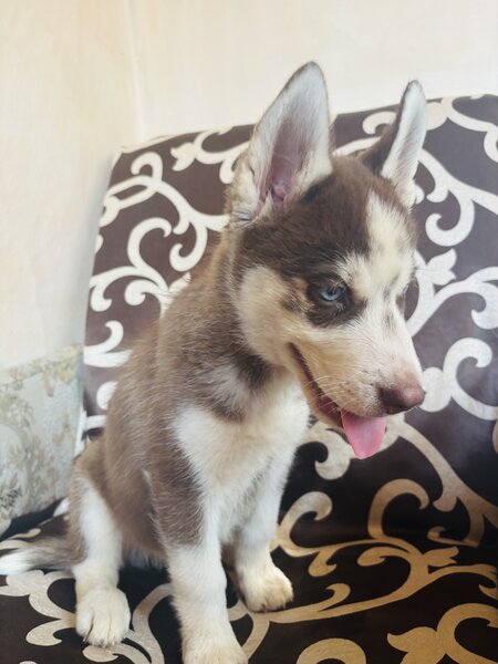 Husky Siberian baietel