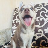 Husky Siberian baietel
