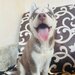 Husky Siberian baietel