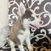 Husky Siberian baietel