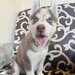 Husky Siberian baietel