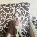 Husky Siberian baietel