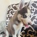 Husky Siberian baietel